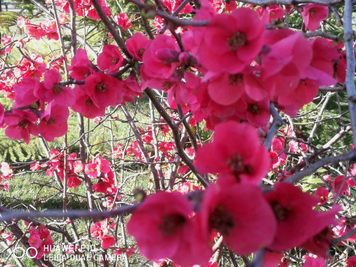 B&B Fiori Di Pesco Fertilia Buitenkant foto